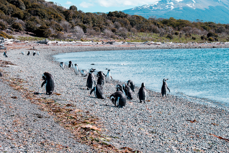 Pinguinera Terrestre